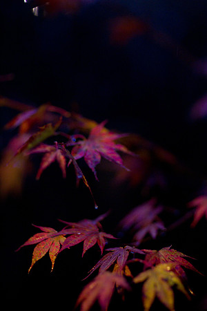 GY Fall at Night 2