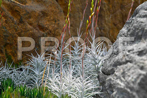 Chris Aldous Photography -Longwood Conservatory  Desert 3