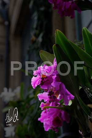 Chris Aldous Photography - Orchid 1