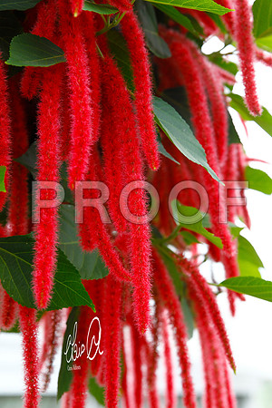 Chris Aldous Photography -Longwood Conservatory 14