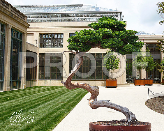 Chris Aldous Photography - Longwood Conservatory Bonsai 1