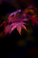 GY Fall at Night 3