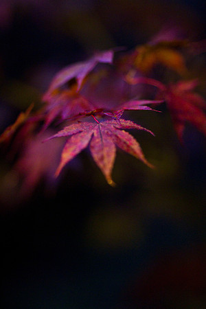 GY Fall at Night 3