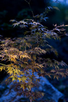 GY Fall at Dusk 1