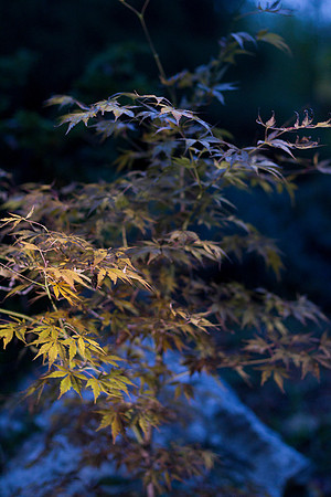 GY Fall at Dusk 1