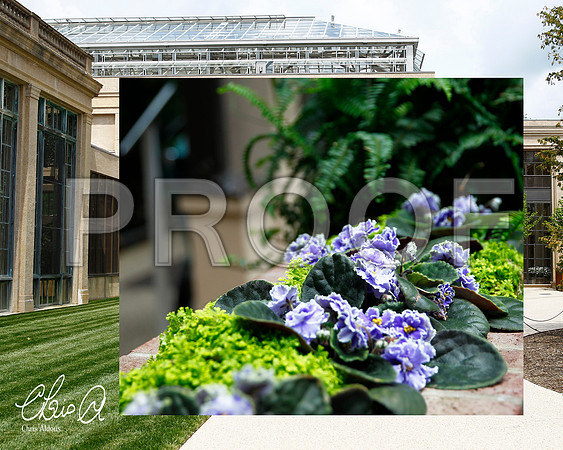 Chris Aldous Photography -Longwood Conservatory 3