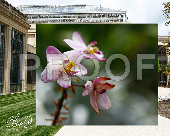 Chris Aldous Photography -Longwood Conservatory Orchid 1