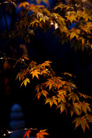 GY Fall at Night 4