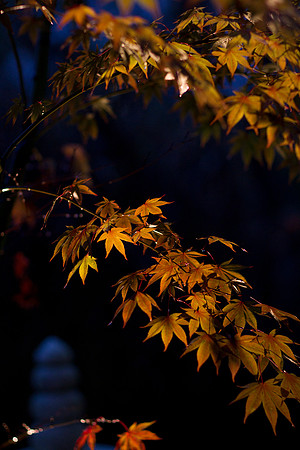 GY Fall at Night 4