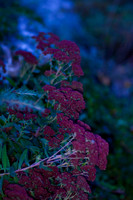 GY Fall at Dusk 3