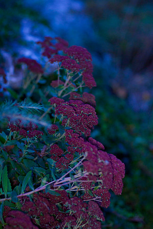 GY Fall at Dusk 3