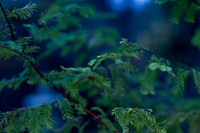 GY Fall at Dusk 6