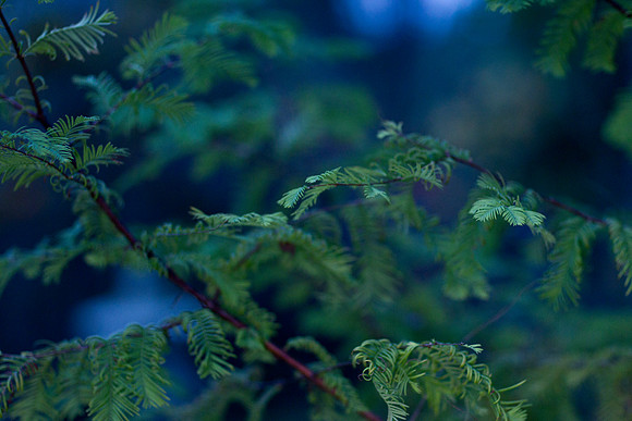 GY Fall at Dusk 6