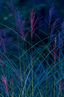Grasses