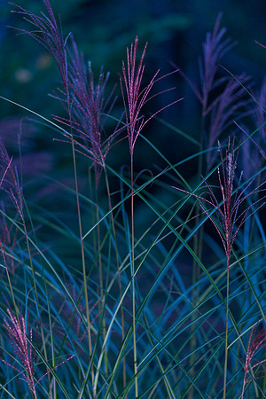 Grasses