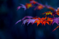GY Fall at Night 6