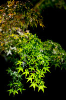 GY Fall at Night 1