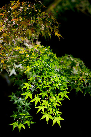 GY Fall at Night 1