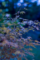 GY Fall at Dusk 2