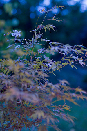GY Fall at Dusk 2
