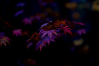 GY Fall at Night 5