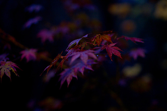 GY Fall at Night 5