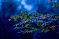 GY Fall at Dusk 5