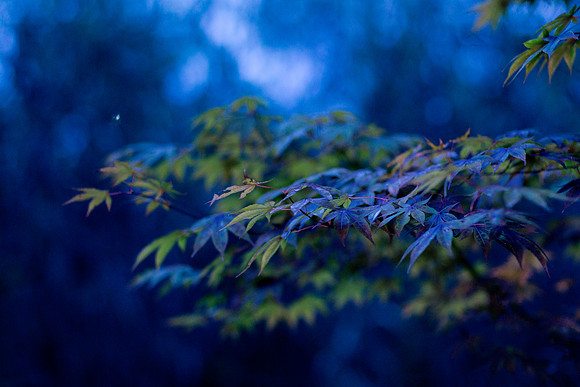 GY Fall at Dusk 5