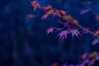 GY Fall at Dusk 4