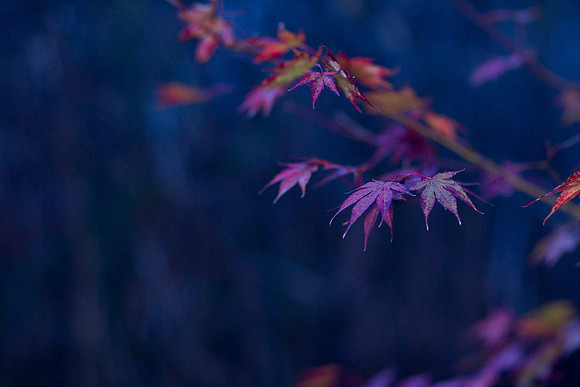 GY Fall at Dusk 4