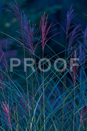 Grasses