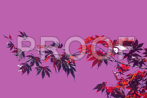 Red Maple - Fall at GY 6