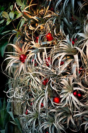 Longwood Christmas 4 - Chris Aldous Photography