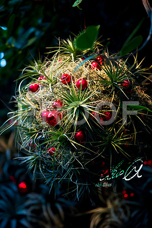 Longwood Christmas 5 - Chris Aldous Photography