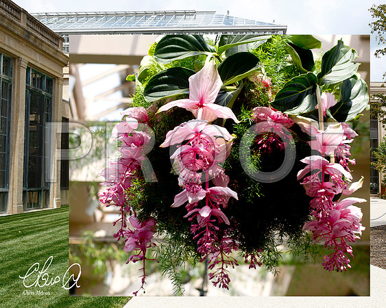 Chris Aldous Photography -Longwood Conservatory 6