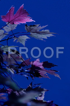 Moon Light Maple 3
