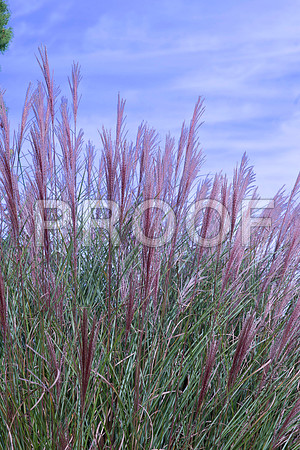 Grasses at GY