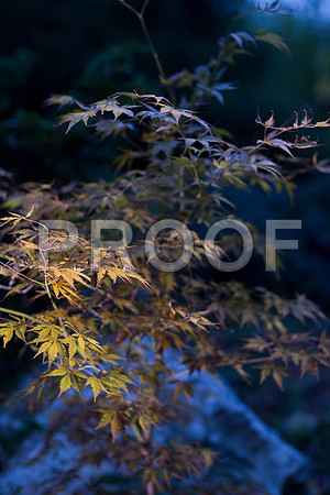 GY Fall at Dusk 1