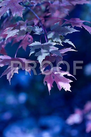 Moon Light Maple 2