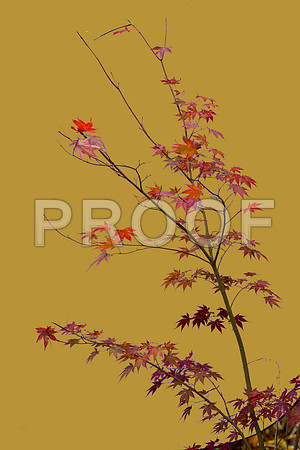 Gymnastics of York Gardens Maple Tree