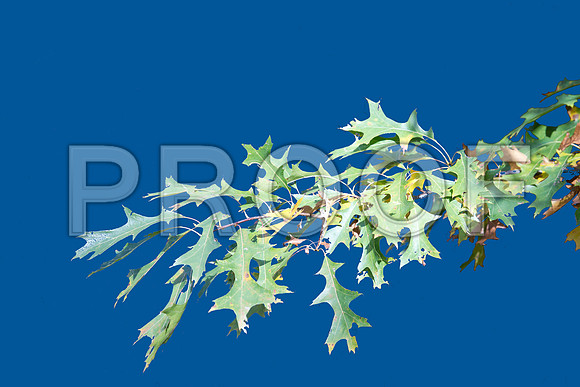 Oak Leaves - Gymnastics of York Gardens bl