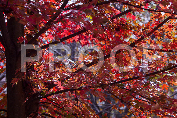 Red Maple - Fall at GY 5