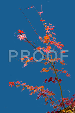 Gymnastics of York Gardens Maple Tree Blue back