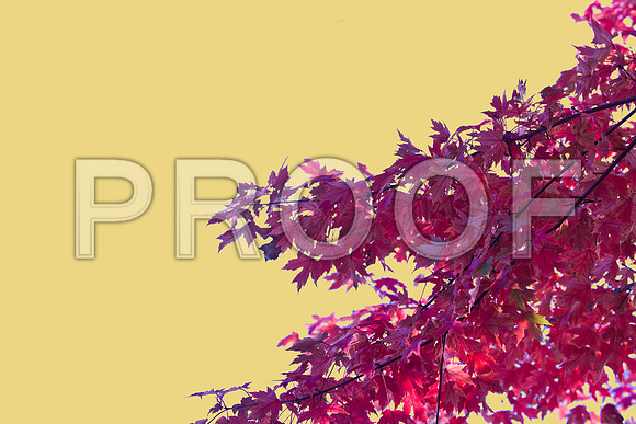 Red Maple - Fall at GY 4 gold